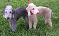 a well breed Bedlington Terrier dog